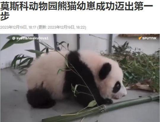 可可爱爱！莫斯科动物园大熊猫幼崽成功迈出第一步