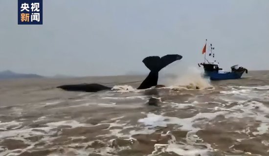 20米罕见抹香鲸搁浅宁波，救援为啥非要等涨潮，它会有龙涎香吗...