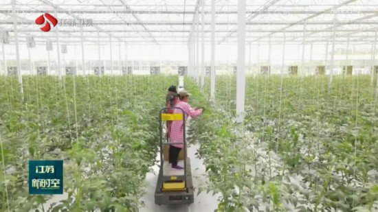 江苏：科技“春雨”润大地 特色农业显生机