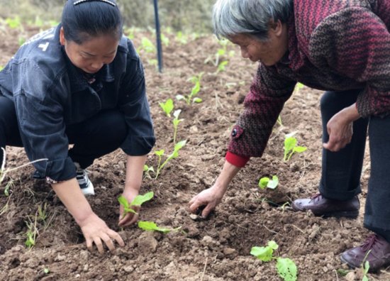 西彭镇农村妇女学习农作物<em>种植</em>技能
