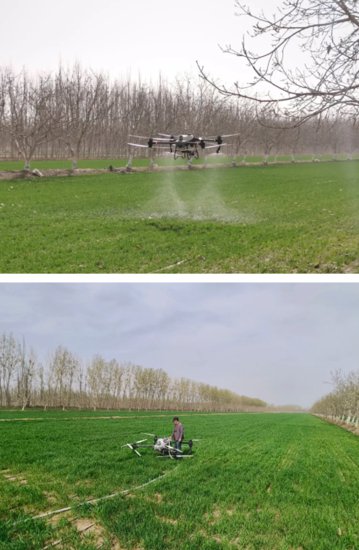 泽普县良种场：日均喷洒千亩地 科技助农省力气