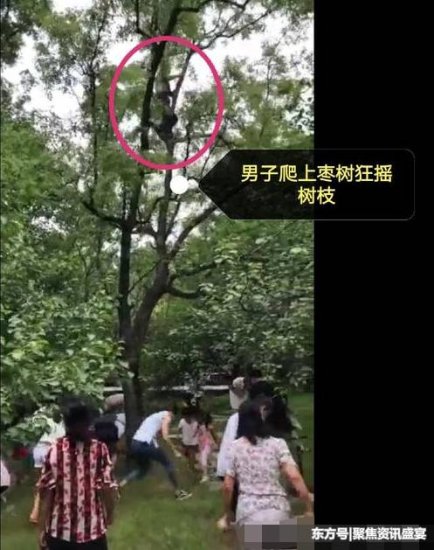 北京植物园一游客爬上近5米高<em>枣树</em>狂摇树枝，老婆孩子在树下捡枣