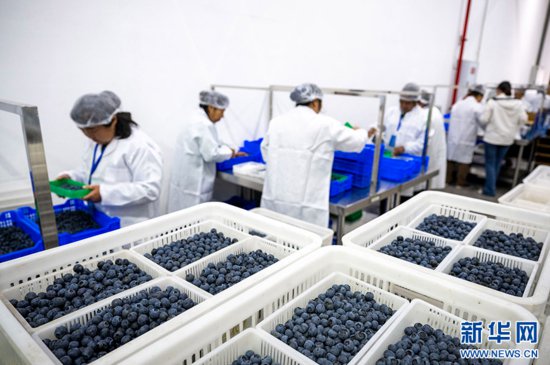 重庆南川：小小蓝莓果 致富大产业