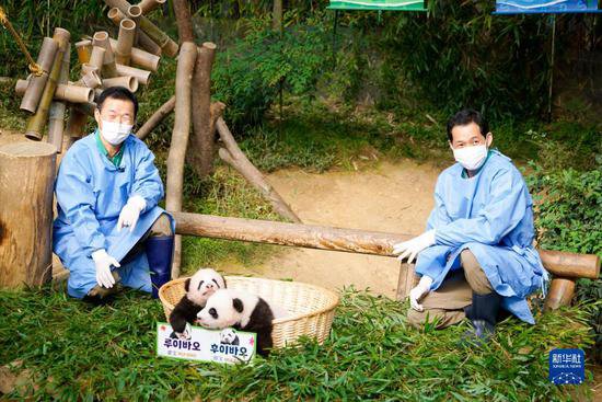 在韩国出生大熊猫双胞胎“<em>睿</em>宝”“辉宝”与公众见面