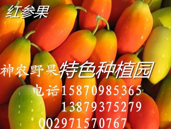 水果 红参/20152015奇异水果种子——红参