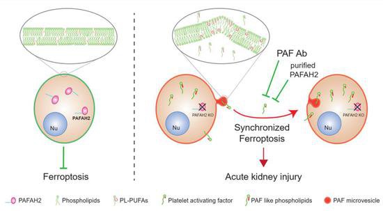 陈佺/熊伟/王勇团队合作揭示磷脂酶PAFAH2抑制铁死亡传播的机制
