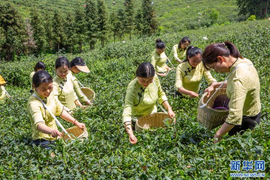 湖北襄阳推动汉江流域茶产业高质量发展