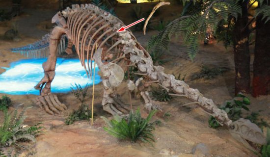 科学家确认中国<em>一只</em>侏罗纪<em>恐龙</em>患有罕见骨髓炎