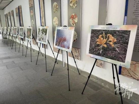 <em>石蒜</em>进入最佳观赏期，杭州植物园为它专门办了个展览