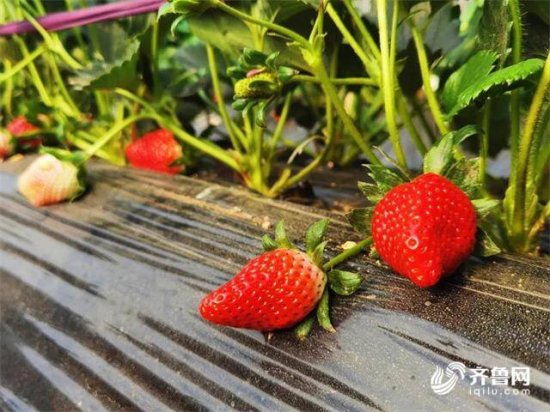 草莓、<em>西红柿</em>、新鲜蔬菜……威海临港区冬季采摘热