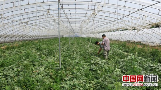 中国<em>开发推广</em>土壤改良技术 果蔬作物产量将提高10-30%