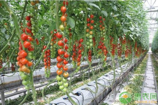 西红柿科学<em>种植方法</em>和管理技巧