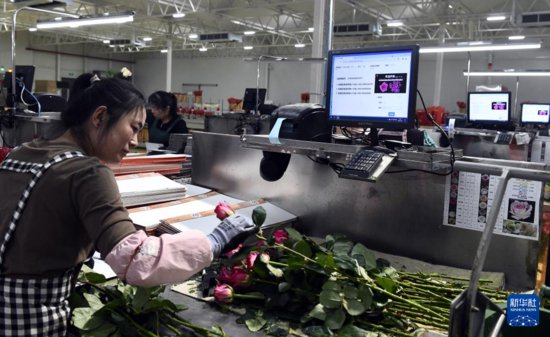 山东新泰：玫瑰催生“美丽经济”