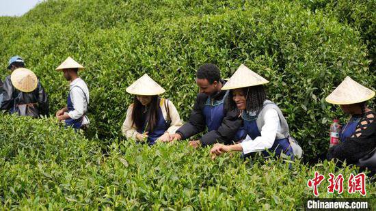 茶与咖啡的“碰撞” 留学生在浙江乡村感受中西文化交流