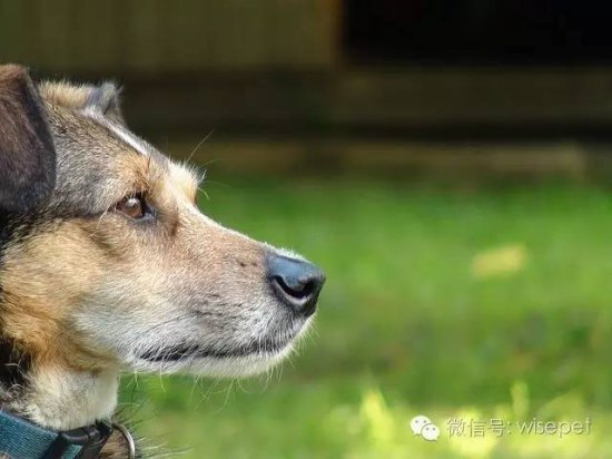 时间是闻出来的？ Studies Show Your Dog’s Nose Helps Them...