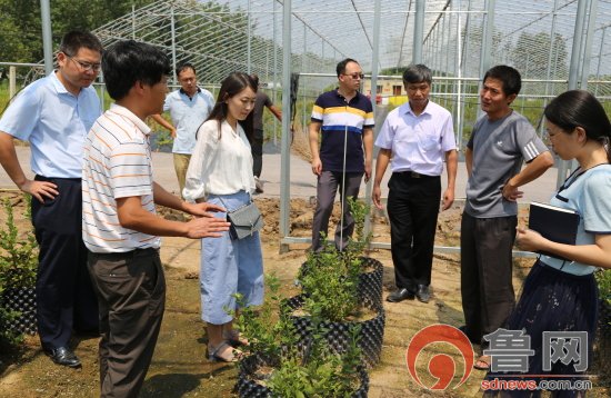浙江大学专家到临沂市临沭县大兴镇调研蓝莓产业发展情况