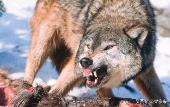 为啥说北大荒的狼才是最<em>可怕</em>？