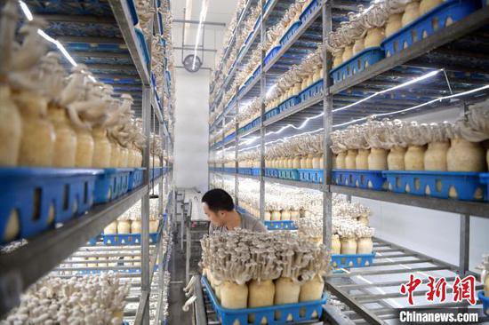 甘肃张掖：戈壁滩“小菌菇”成就“大产业”