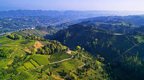 雅安名山：茶旅融合发展 助推新时代乡村振兴发展