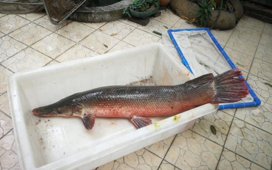 抽干湖水<em>捕捞</em>鳄雀鳝，也是一个大型科普现场 | 新京报快评