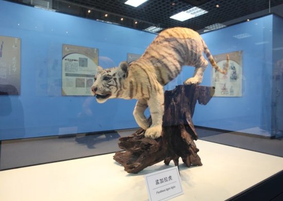 “虎虎生福”来看展｜<em>北京自然博物馆</em>