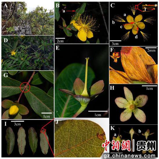 <em>贵州</em>茂兰保护区发现一木本植物新种——荔波金丝桃