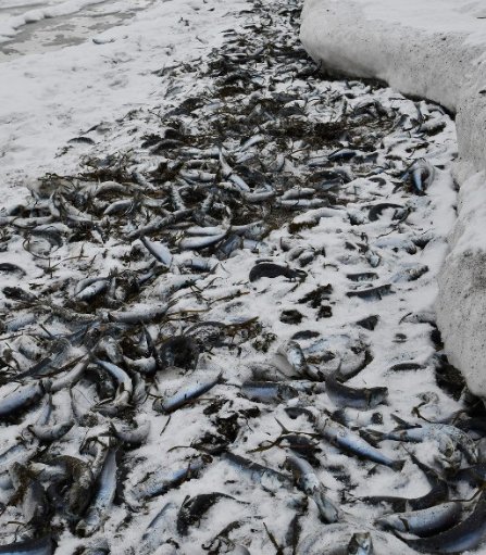 日本 珊瑚/日本北海道稚内市海岸现大量鱼尸（来源：日本《每日新闻》）