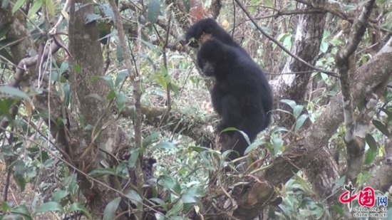 普洱景东拍摄到黑冠长臂猿与<em>鼯鼠</em>激烈打斗罕见视频