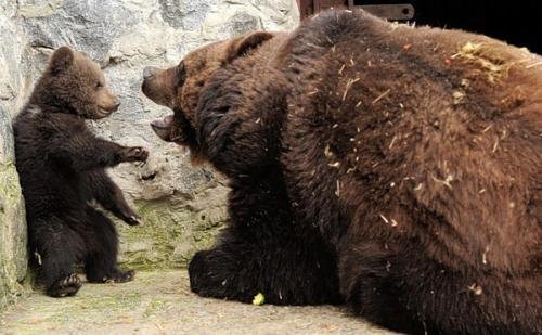 明朝怪事：猎户与母熊同吃同住，几个月后诞下货真价实的熊孩子
