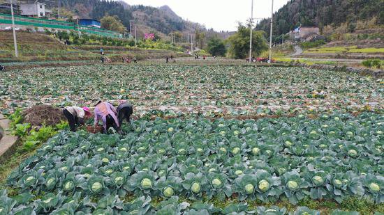 贵州罗甸：保面积、稳产量，春耕备耕稳步推进