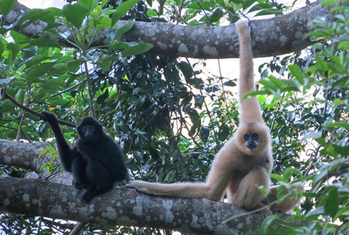 极濒危物种海南长臂猿添丁，讲述生态保护中国好故事