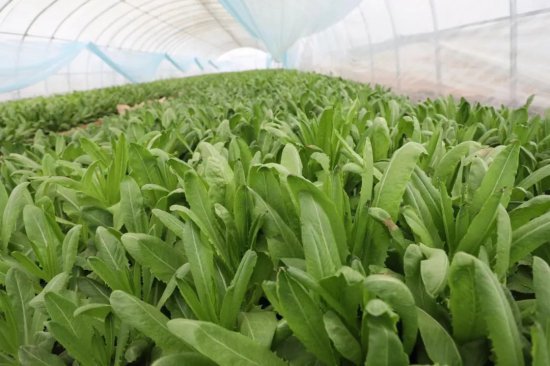 伽师县：<em>种植</em>反季节蔬菜 提高设施农业效益