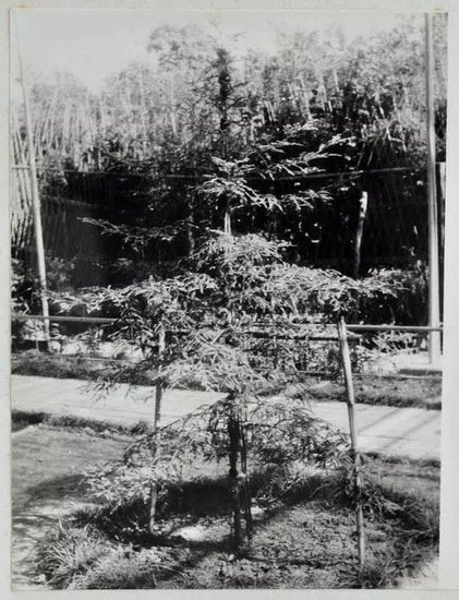 51年前基辛格提议送给中国的那棵<em>红杉树</em>，在杭州植物园里代代...