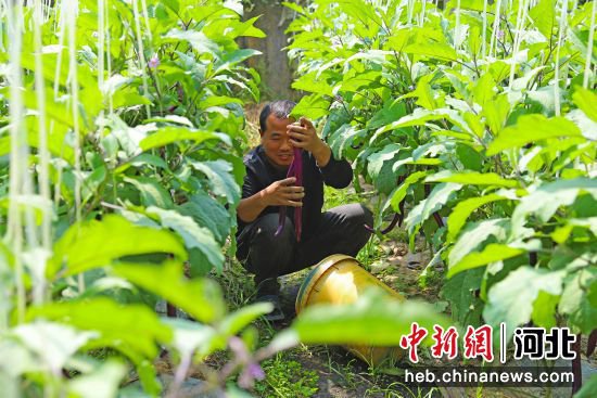 河北涿州：60%优质蔬菜进京