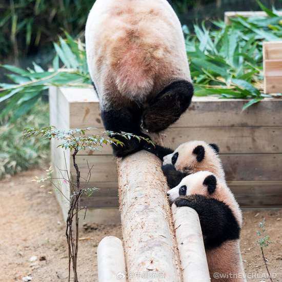 在韩出生的大熊猫双胞胎<em>睿</em>宝辉宝要与公众见面了