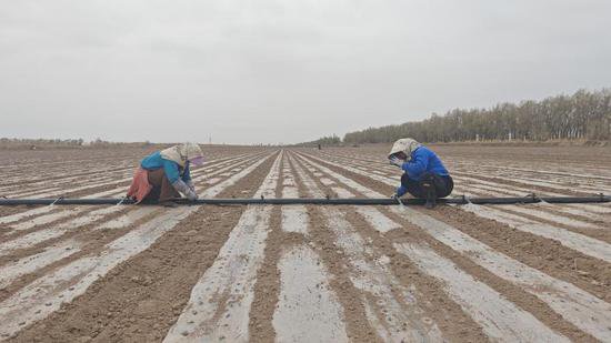 新疆阿拉尔市：“干播湿出”技术全覆盖 夯实棉花丰产第一关