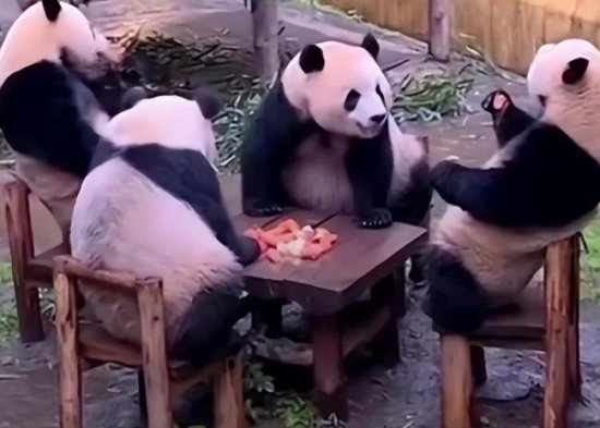4只熊猫围坐一桌吃东西 熊猫：谁懂啊，<em>今天</em>打<em>麻将</em>又输了