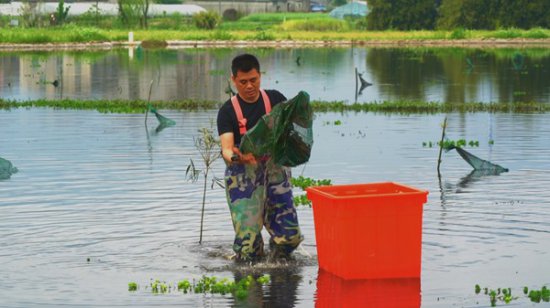 温州鹿城：本土“生态稻虾”已上市，“嘬虾”大军看这里