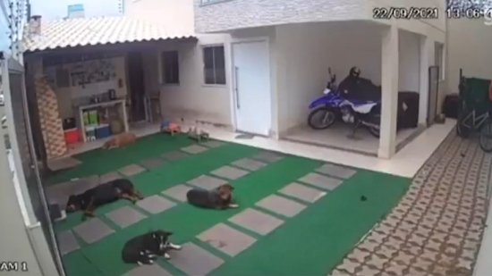 巴西4只<em>在庭院</em>里睡觉的宠物狗遭蜂群袭击 2只被蛰死