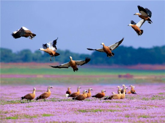 雁回人圆——“鄱阳湖淡水健康和湿地保护项目”侧记