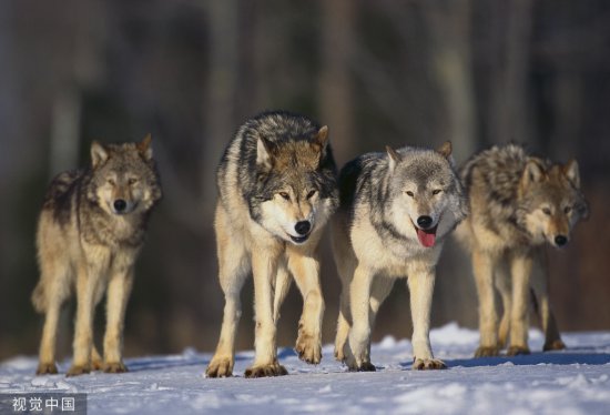 瑞典启动大规模<em>猎狼行动</em>，被批“会影响生态系统平衡”