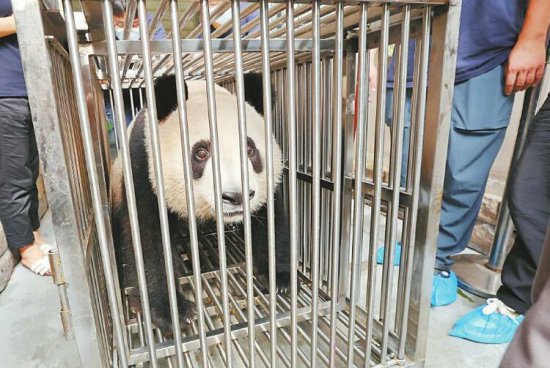大熊猫“春生”和“香果”正式开启赴杭之旅