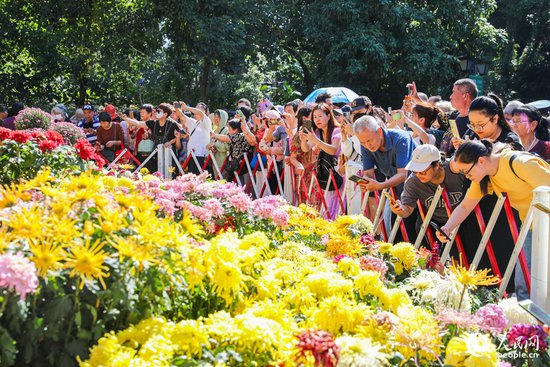 福州迎来近8年规模最大花展 千种菊花“争奇斗艳”