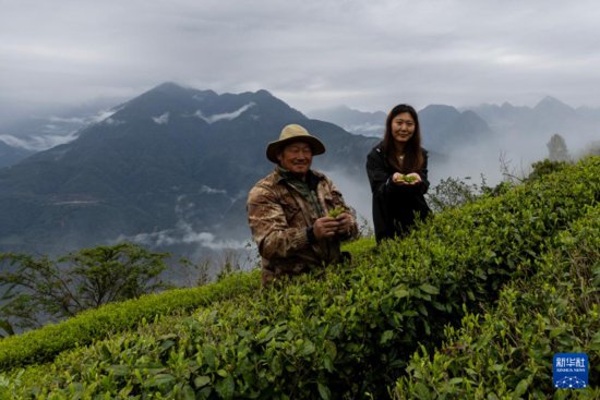 西藏墨脱：茶园飘香富山民