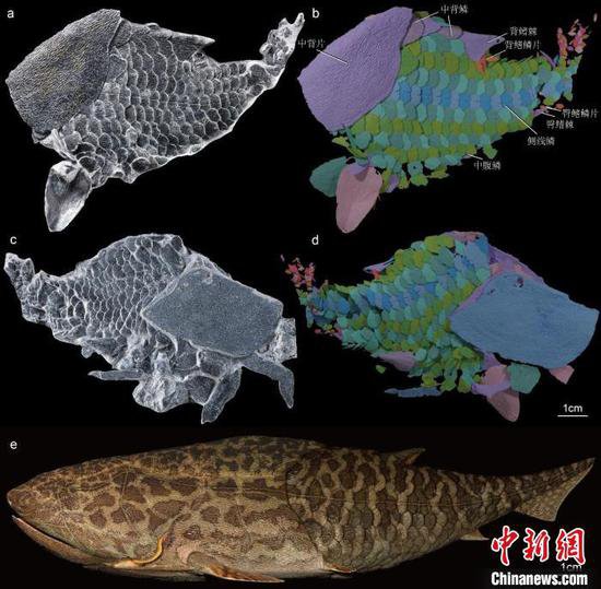 4.25亿年前神奇古鱼最新研究：为“<em>从</em>鱼到人”<em>演化</em>提供更多关键...