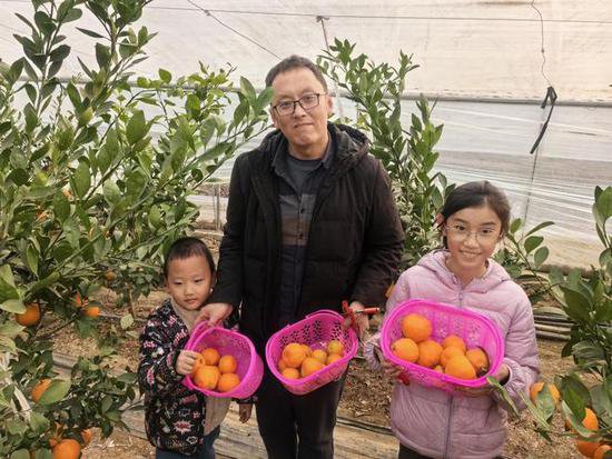 橘生胶南仍为橘！引种多年终成功，一棵树结百余斤