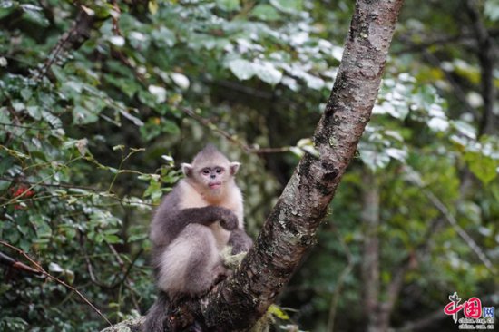 国际珍稀动物保护日：去云南迪庆 近距离观赏滇金丝猴