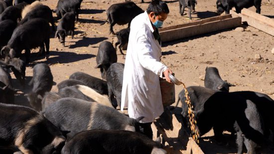 西藏米林：藏香<em>猪</em>在小康大道上“赛跑”