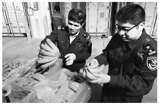 大连/图为大窑湾海关执法人员在对进口香蕉进行“双随机”抽检。