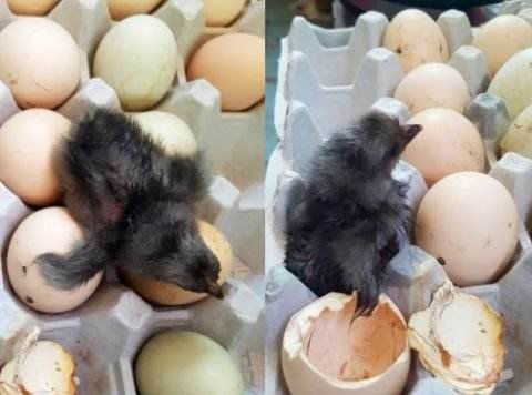 韩国连日高温太可怕了 鸡蛋放阳台孵出鸡
